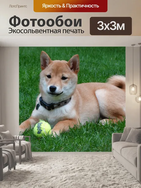 Фотообои Собака, удаленный доступ, сиба-ину
