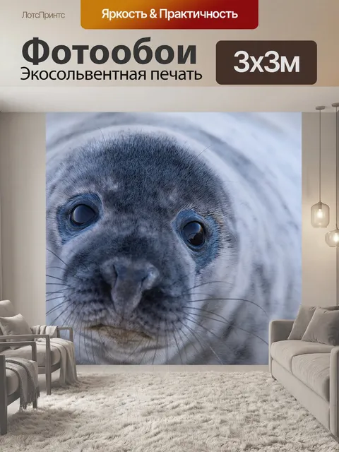 Фотообои Тюлень, серый тюлень, дикий