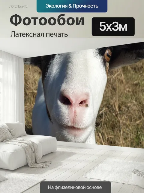 500 × 300 см · Латексная печать