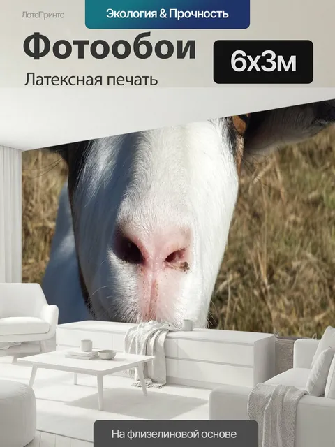 600 × 300 см · Латексная печать