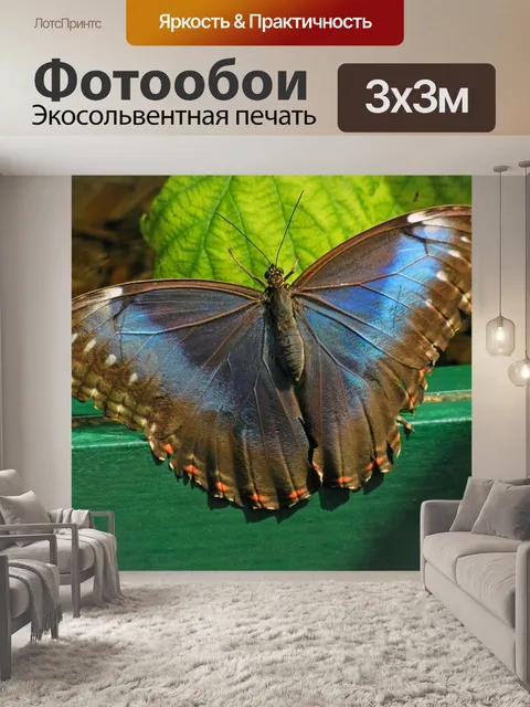 Фотообои Бабочка, мотылек, насекомые