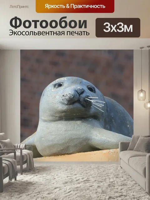 Фотообои Тюлень, фока витулина, фигура