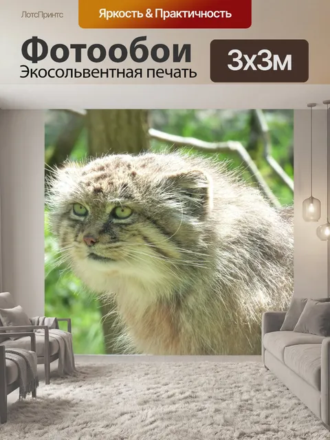 Фотообои Манул, feline, кошачий парк
