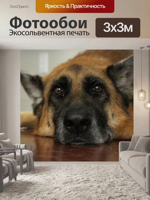 Фотообои Немецкая овчарка, собака, домашний питомец