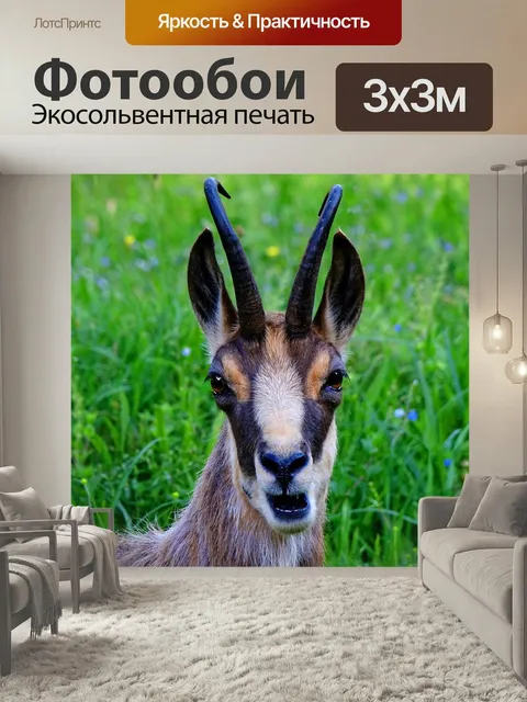 Фотообои Животное, серна, дикое животное