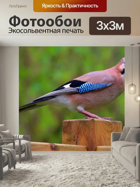 Фотообои Сойка, птица, природа