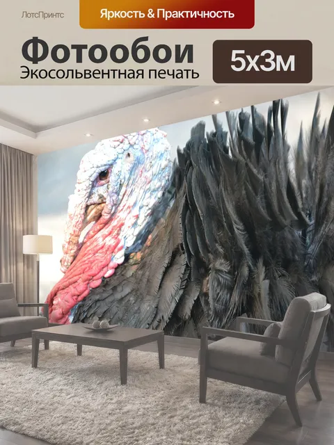 Фотообои Индюк, домашняя птица, живая природа