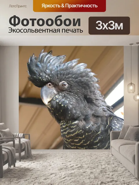 Фотообои Птица, какаду, зоопарк