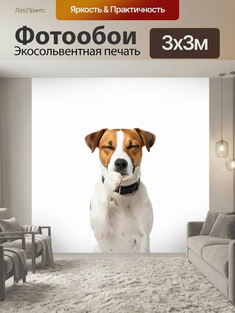 Фотообои Джек-рассел в задумчивой позе. Белый терьер с рыжими пятнами на фоне светлого фона, с закрытыми глазами и под…