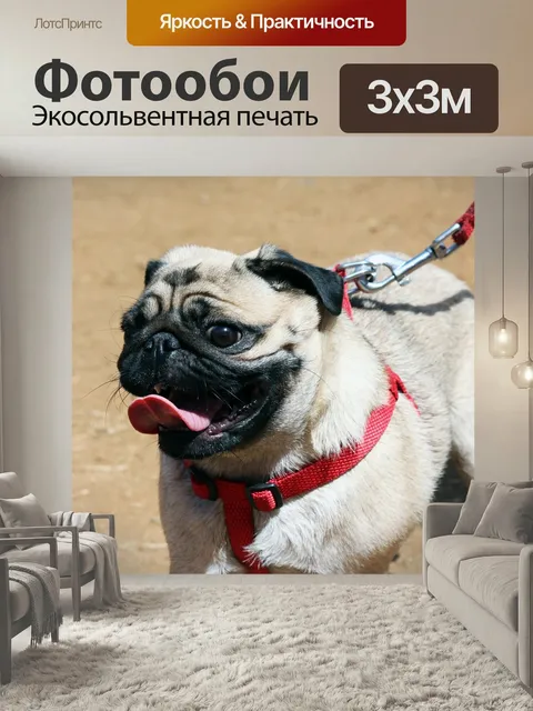 Фотообои Собака, белый, мопс