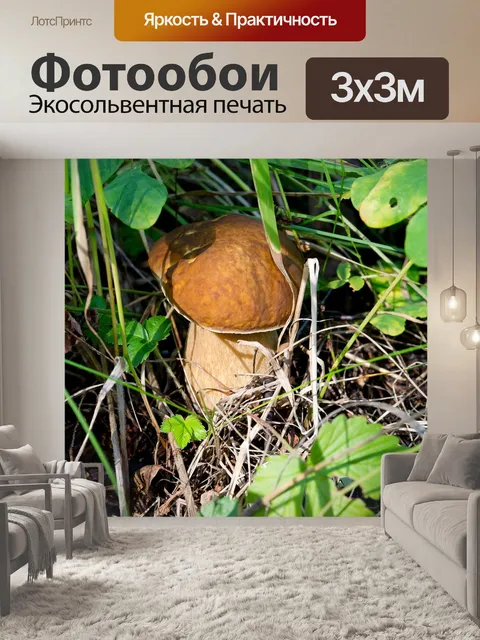 Фотообои Белый гриб, природа, грибы