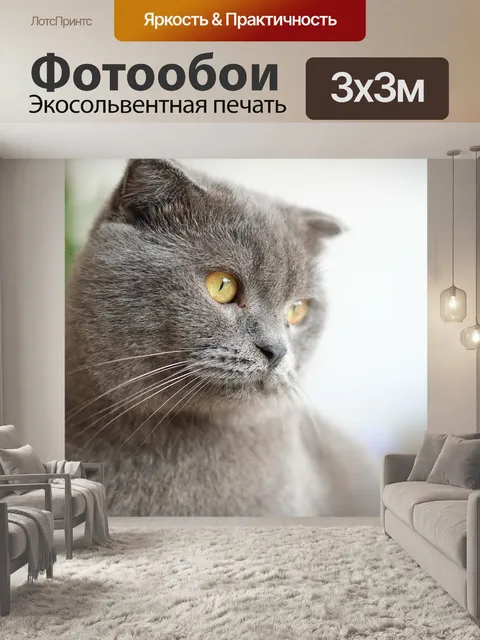 Фотообои Кошка, британский шорт, британская короткошерстная кошка