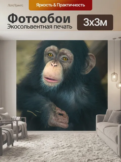 Фотообои Шимпанзе, детка, обезьяна