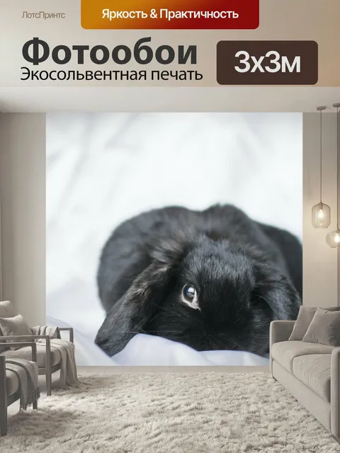 Фотообои Банни, кролик, карликовый кролик
