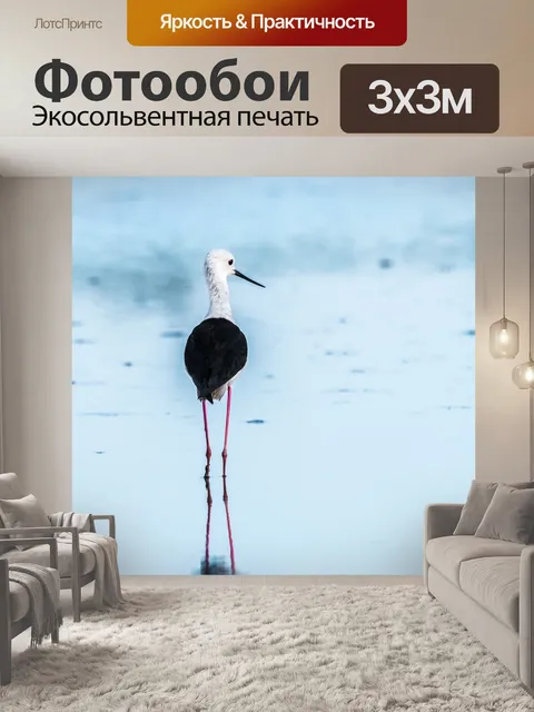 Фотообои Ходуля птица, ходуля, отражение