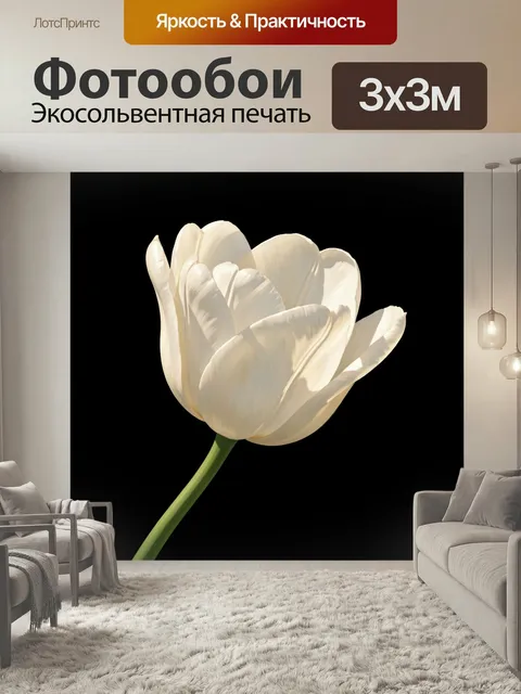 Фотообои Белый тюльпан на темном фоне
