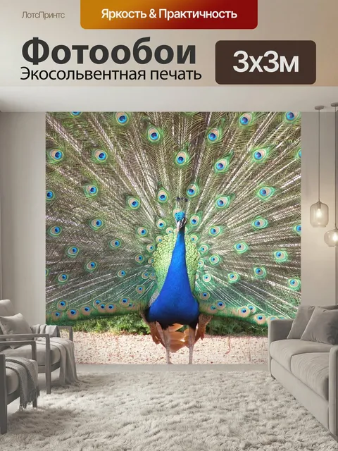 Фотообои Павлин, перо, хвостик