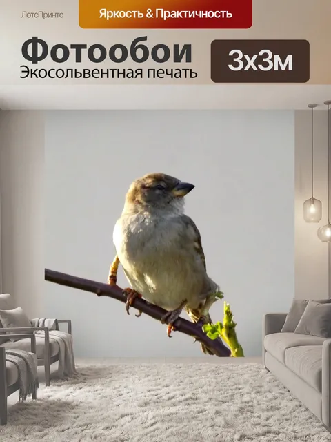 Фотообои Воробей, птицы, ветвь
