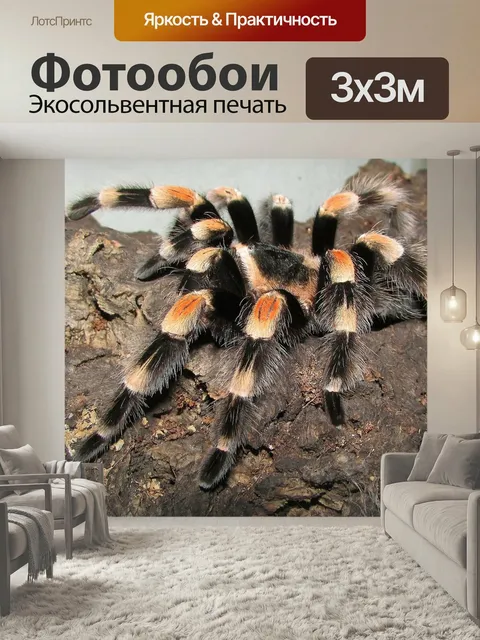 Фотообои Тарантул, красноногий птицеед, паук