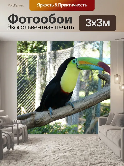 Фотообои Тукан, тропическая птица, птица
