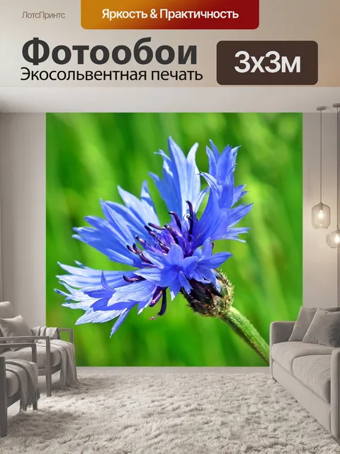 Фотообои Васильки, цветы, синий