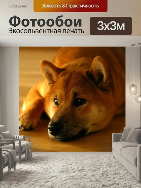 Фотообои Сиба ину, собака, улыбка