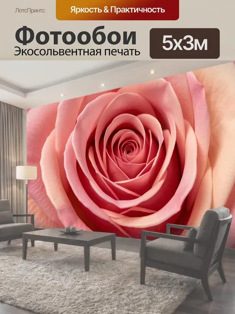 Фотообои Нежная роза в крупном плане