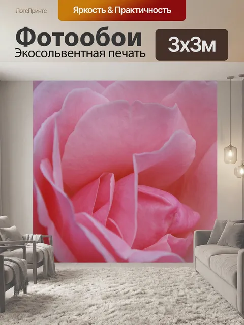 Фотообои Роза, цвести, розовая роза