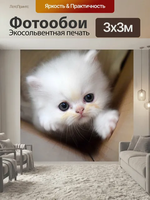 Фотообои Котенок, киска, кот