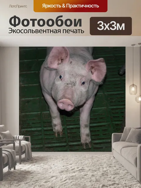 Фотообои Поросенок, свинья, молодой