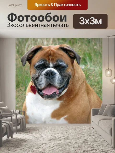 Фотообои Боксер, собака, домашний питомец