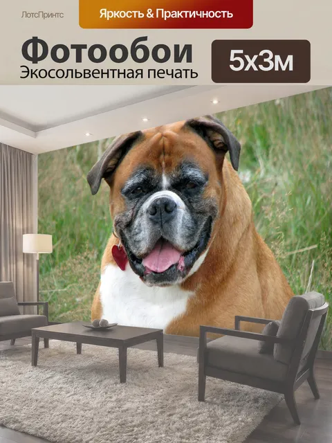 Фотообои Боксер, собака, домашний питомец