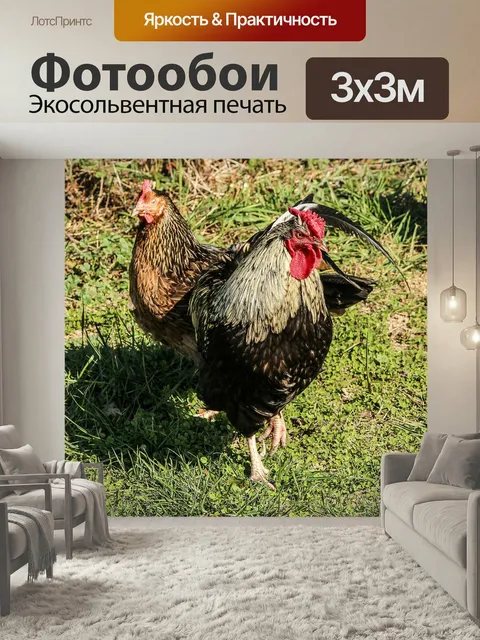 Фотообои Куры, петух, птицы