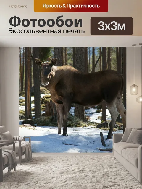 Фотообои Лось, животные
