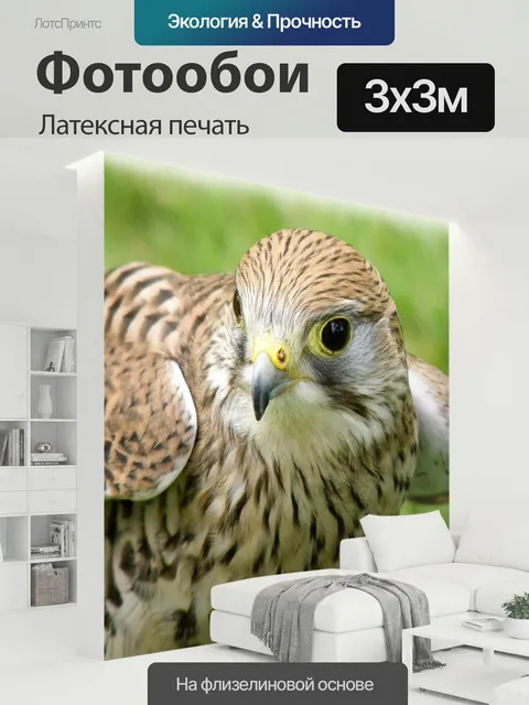 300 × 300 см · Латексная печать