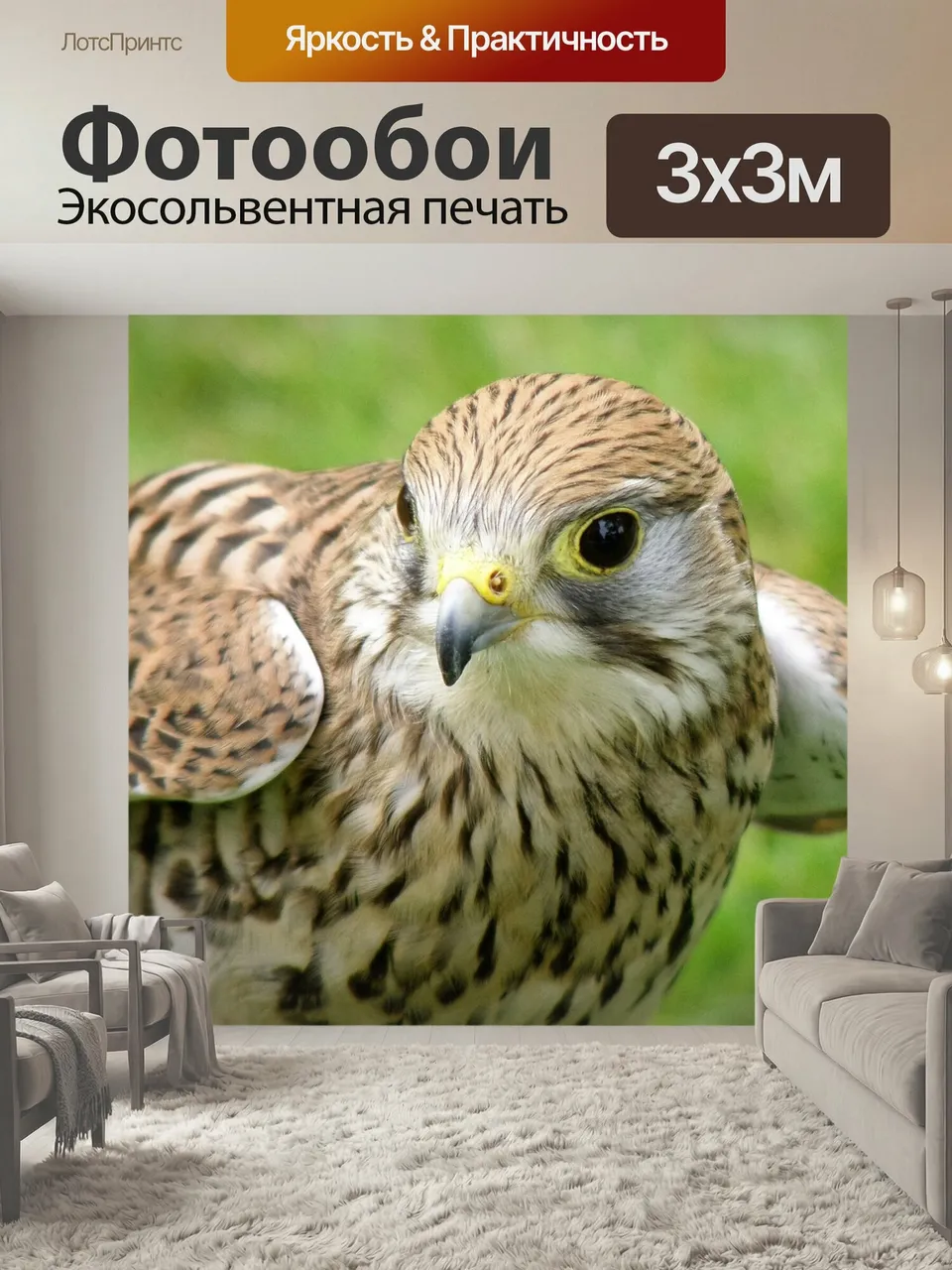 Фотообои Сокол, ястреб, птица