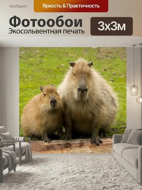 Фотообои Капибара, животные, зоопарк