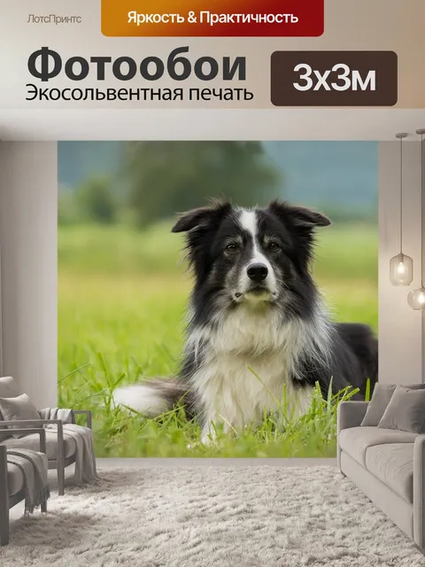 Фотообои Бордер-колли, собака, колли