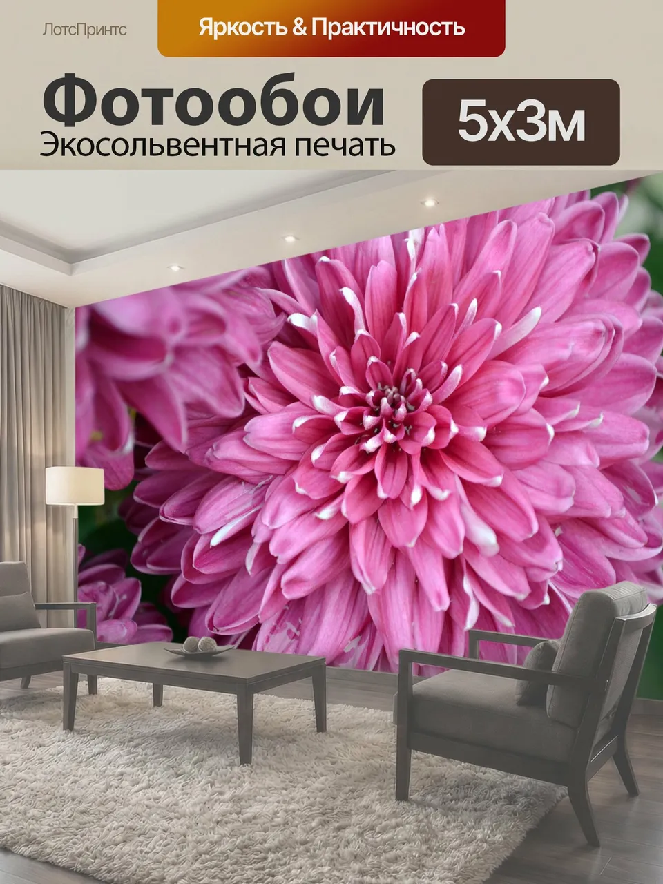 Фотообои Розовые Мамы розовый хризантемы цветы хризантемы мама мамы розовый красота осень сезон цветок падения