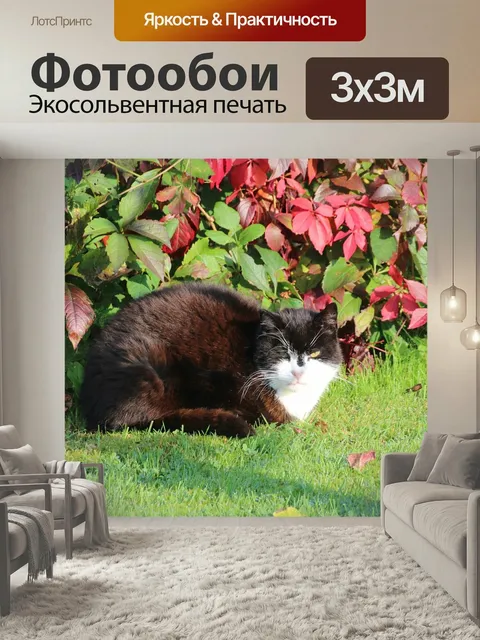Фотообои Кот, домашняя кошка, европейский