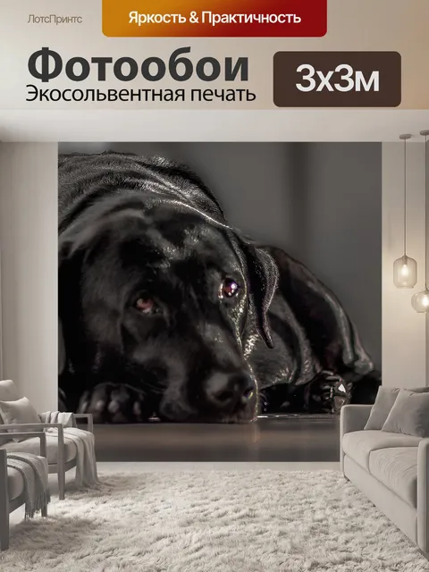 Фотообои Лабрадор, чернить, собака