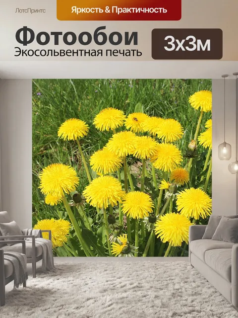 Фотообои Одуванчик, полевой цветок, остроконечный цветок