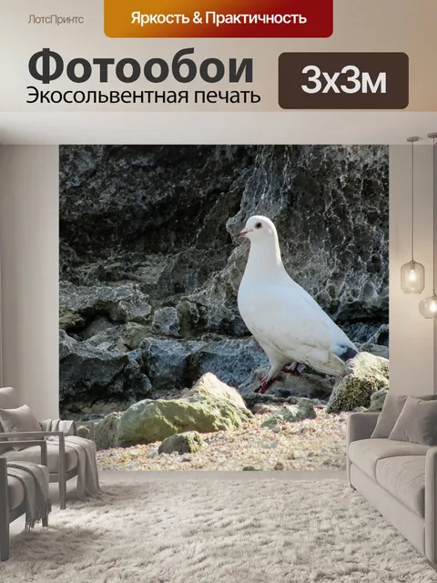 Фотообои Голубь, птица, белый