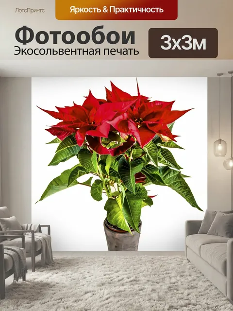 Фотообои Рождественское украшение, рождественский цветок, цветок