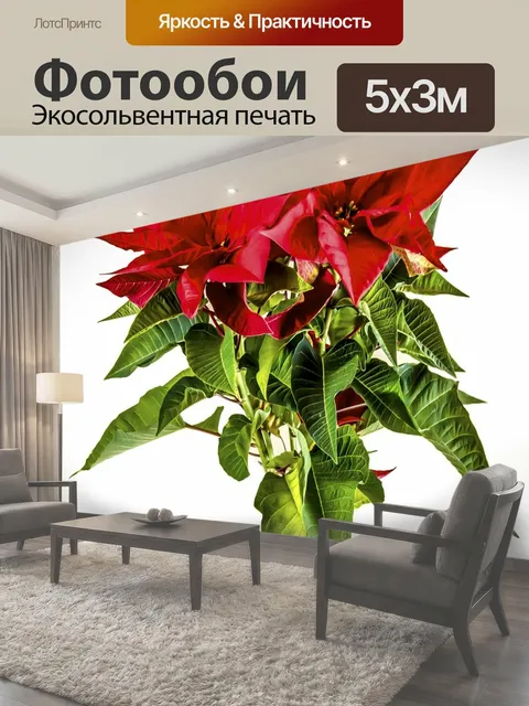 Фотообои Рождественское украшение, рождественский цветок, цветок