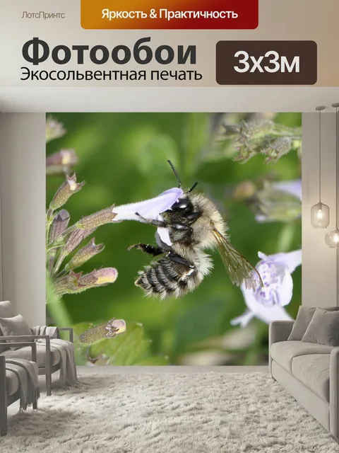 Фотообои Пчела, насекомое, цвести