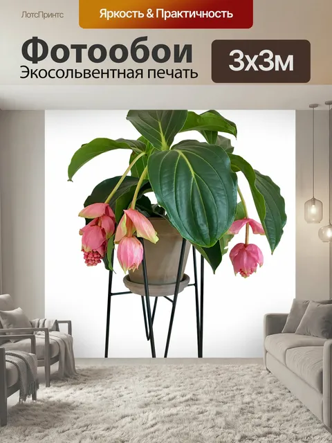 Фотообои Мединилла, цветок, комнатные растения