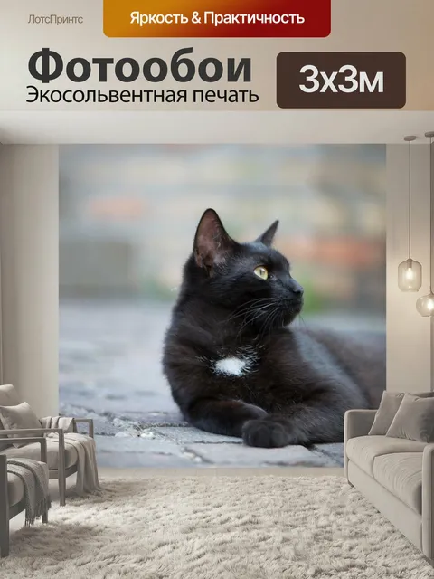 Фотообои Домашняя кошка, черный кот, котенок