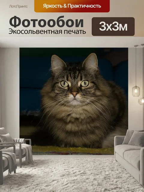 Фотообои Кот, норвежская лесная кошка, внимательный