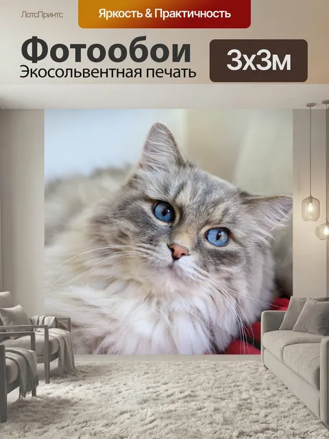 Фотообои Кот, длинношерстная кошка, сосед по комнате